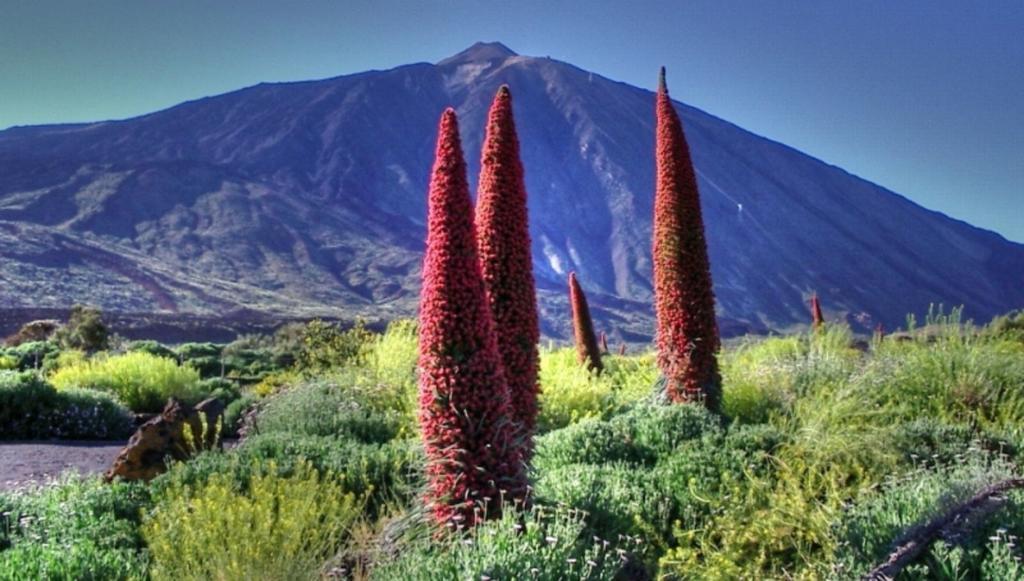 Marody Tenerife House El Medano  Exterior photo
